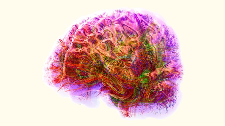 human brain connections
