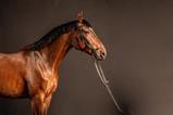 racehorse