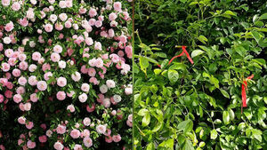 Stealing from Suwon's Famous Rose Spot Sparks Public Outrage