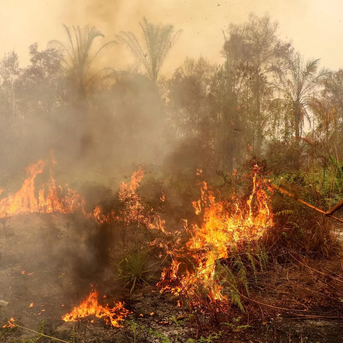 There has been no official report on the involvement of Malaysian companies in open burning in Indonesia.