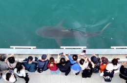 "Attention-Seeking Shark, LOL" Is No Laughing Matter