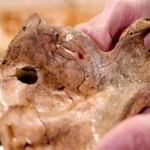 Mysterious injury reveals secrets of Neanderthal life in Iraq 75,000 years ago